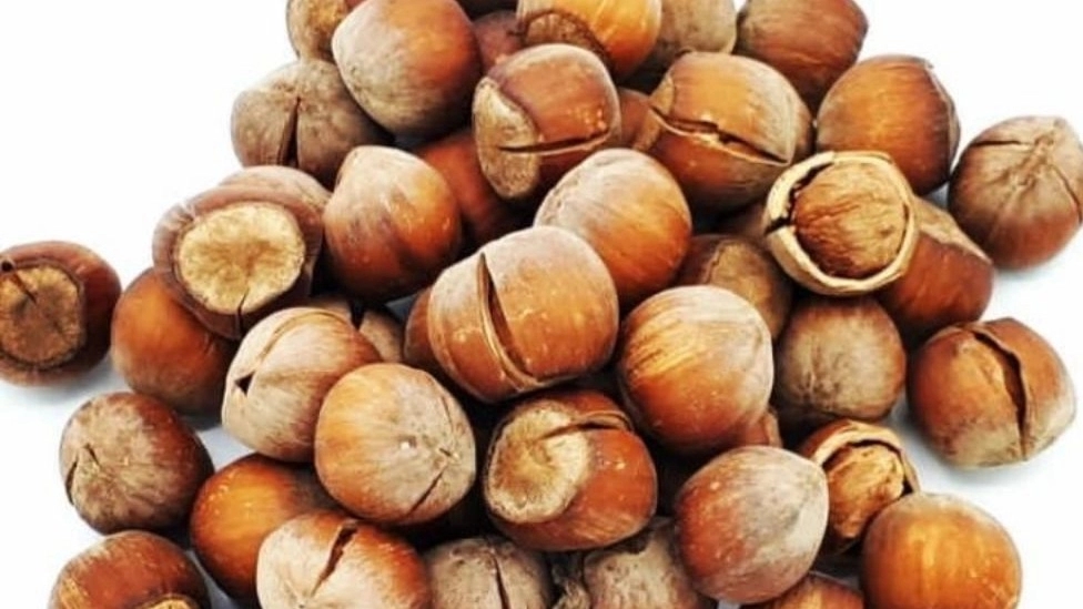 An overview of the new products of the hazelnut processing factory