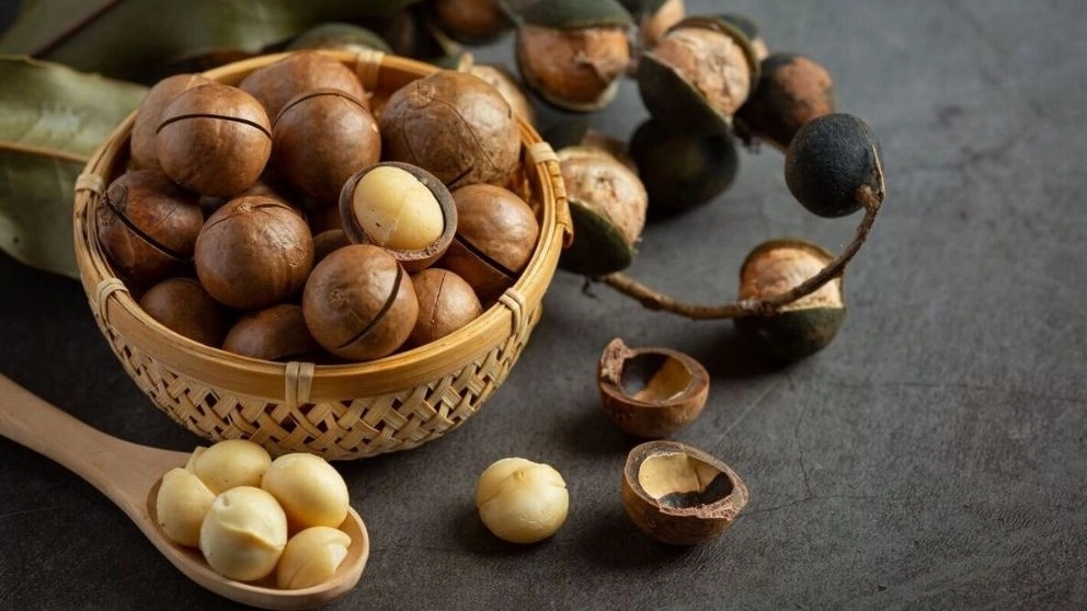 نکات مهم در خرید فندق