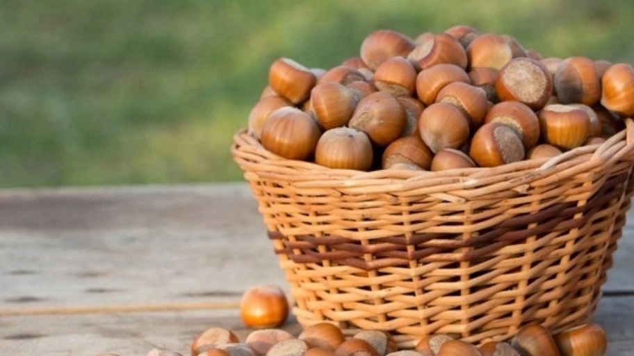 خرید فندق