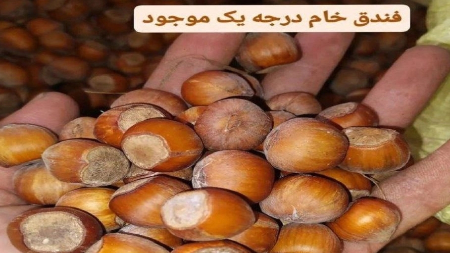 کارخانه فندق طلای اشکور