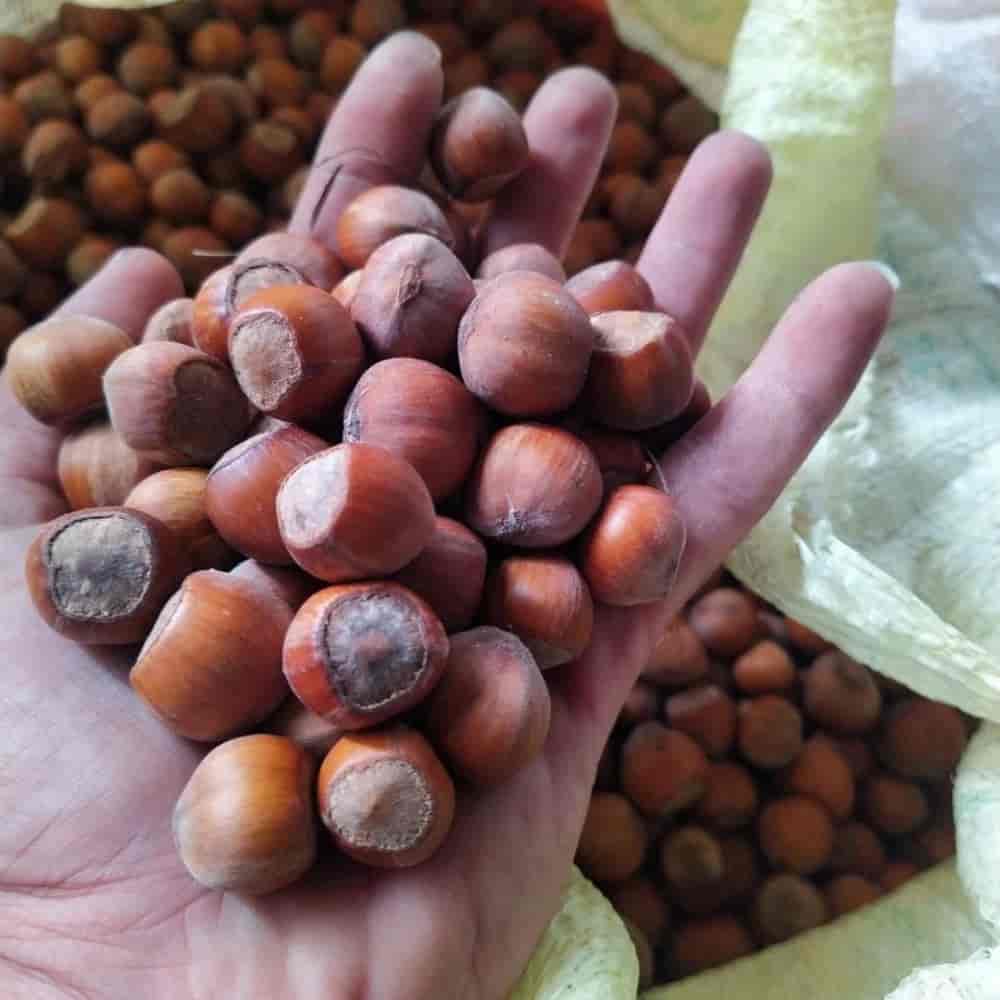 Fresh hazelnuts