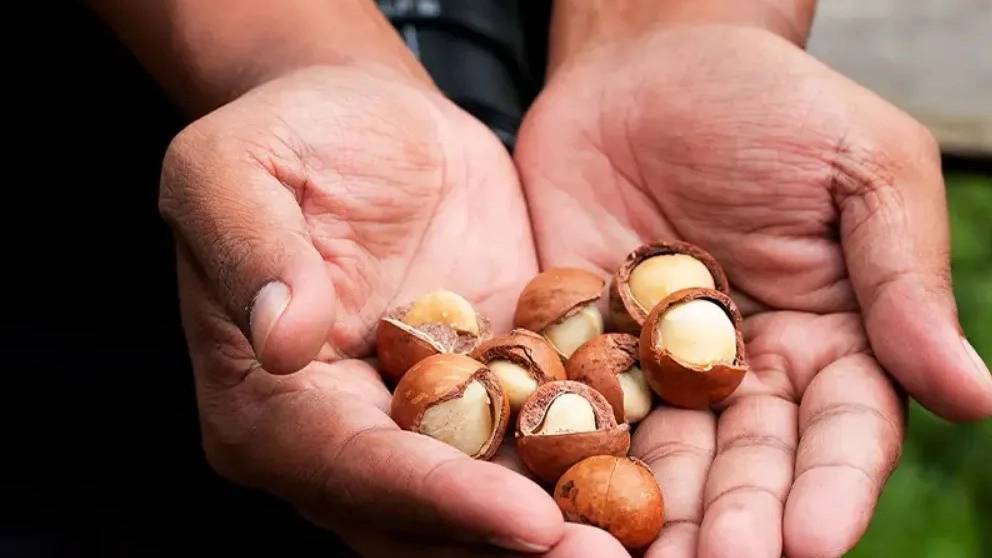 کارخانه فرآوری فندق