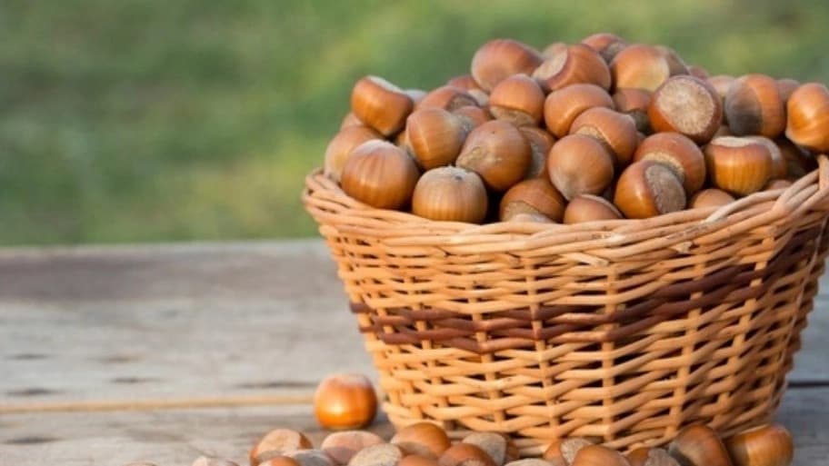 خرید فندق