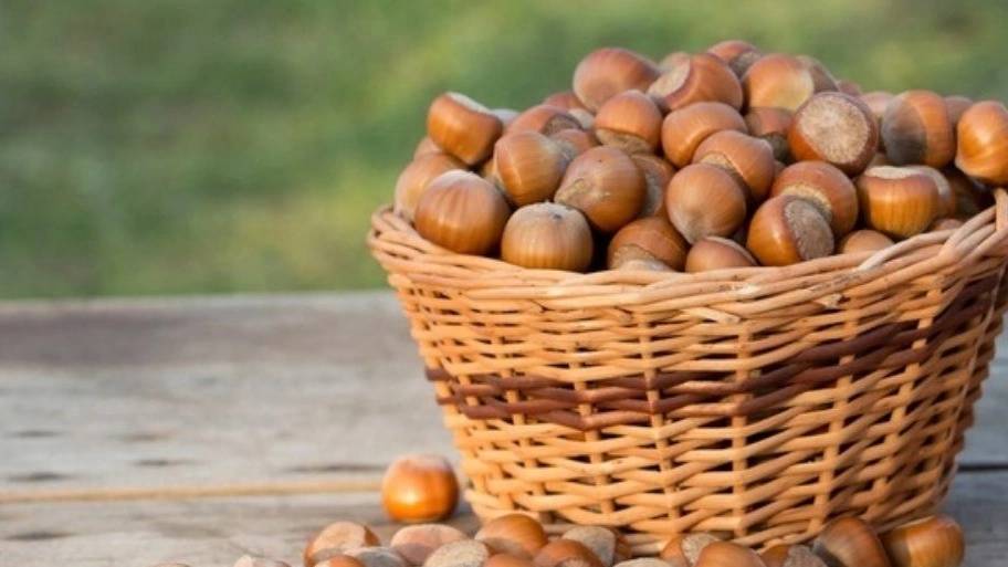 خرید فندق خرید فندق