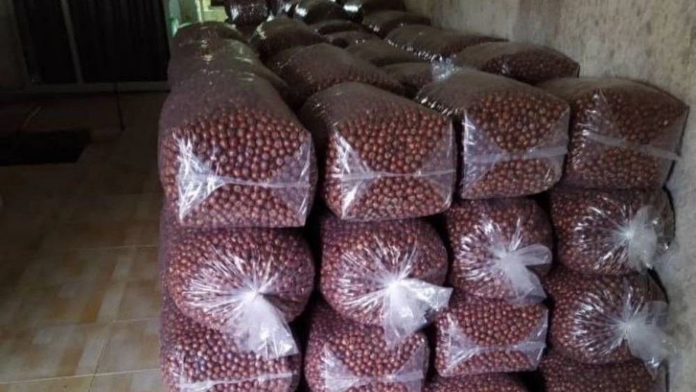 Shipments from the Jawanmard Hazelnut Processing Center in Gilan Shipments from the Jawanmard Hazelnut Processing Center in Gilan