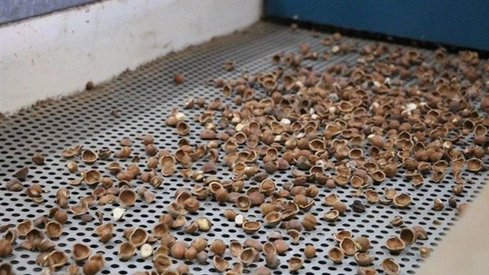 روشهای فرآوری فندق روشهای فرآوری فندق